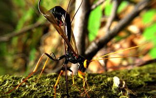 Illustration for article titled Shooting Challenge: Bugs Gallery (Part 1)